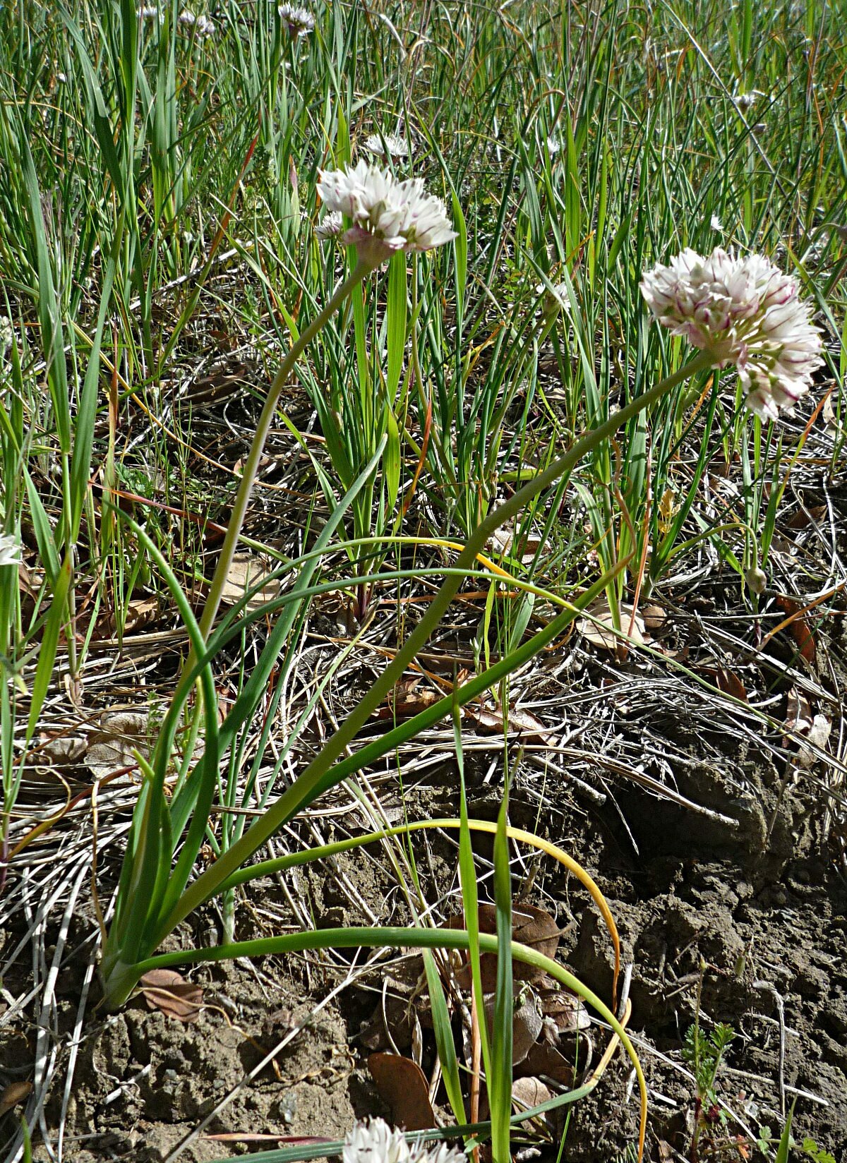 High Resolution Allium haematochiton Plant